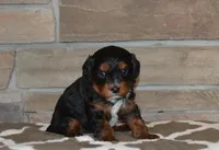 Dollie, a female Cavapoo for sale in Edon, OH – Photo 2 of 5