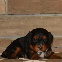 Dollie, a female Cavapoo for sale in Edon, OH – Photo 1 of 5