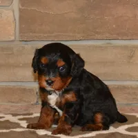 Dollie, a female Cavapoo for sale in Edon, OH – Photo 4 of 5