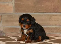 Dollie, a female Cavapoo for sale in Edon, OH – Photo 4 of 5