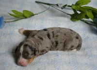 Teddy , a male Miniature Bernedoodle for sale in Edon, OH – 2 of 4