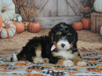 Maggie, a female Miniature Bernedoodle for sale in Edon, OH – 3 of 10
