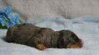 Rufas, a male Miniature Bernedoodle for sale in Edon, OH – 3 of 4