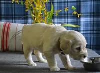 Carrie, a female English Cream Golden Retriever for sale in Edon, OH – 6 of 8