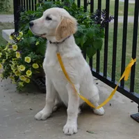 Lacy, a female English Cream Golden Retriever for sale in Edon, OH – 2 of 10