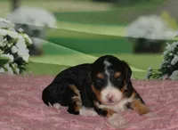 Maggie, a female Miniature Bernedoodle for sale in Edon, OH – 7 of 10
