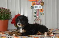 Hersey, a male Miniature Bernedoodle for sale in Edon, OH – Photo 5 of 10