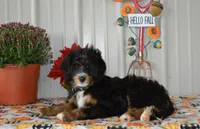 Hersey, a male Miniature Bernedoodle for sale in Edon, OH – Photo 6 of 10