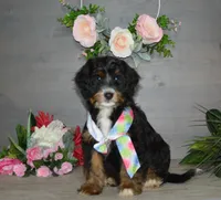 Hersey, a male Miniature Bernedoodle for sale in Edon, OH – Photo 7 of 10
