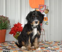 Hersey, a male Miniature Bernedoodle for sale in Edon, OH – Photo 2 of 10