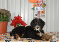 Hersey, a male Miniature Bernedoodle for sale in Edon, OH – Photo 3 of 10