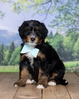 Hersey, a male Miniature Bernedoodle for sale in Edon, OH – Photo 10 of 10