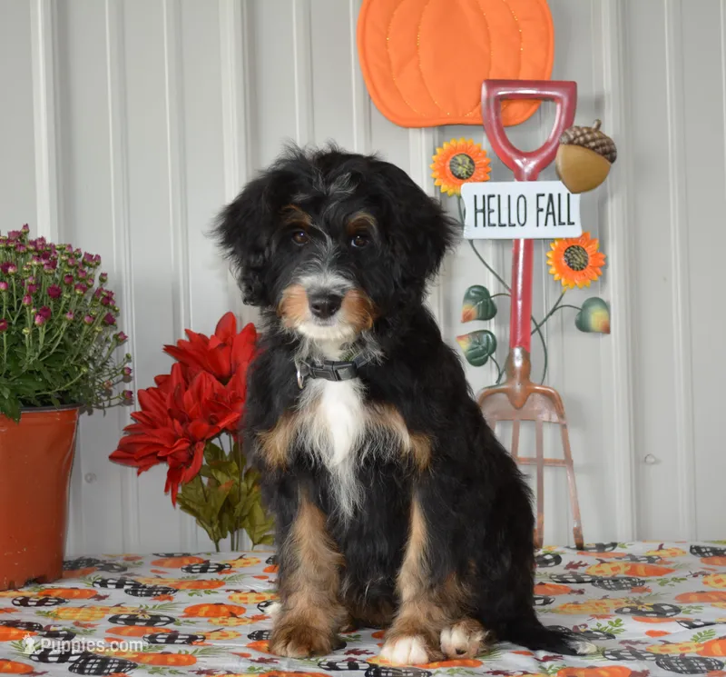 Hersey, a male Miniature Bernedoodle for sale in Edon, OH – Photo 1 of 10