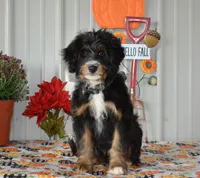 Hersey, a male Miniature Bernedoodle for sale in Edon, OH – Photo 4 of 10