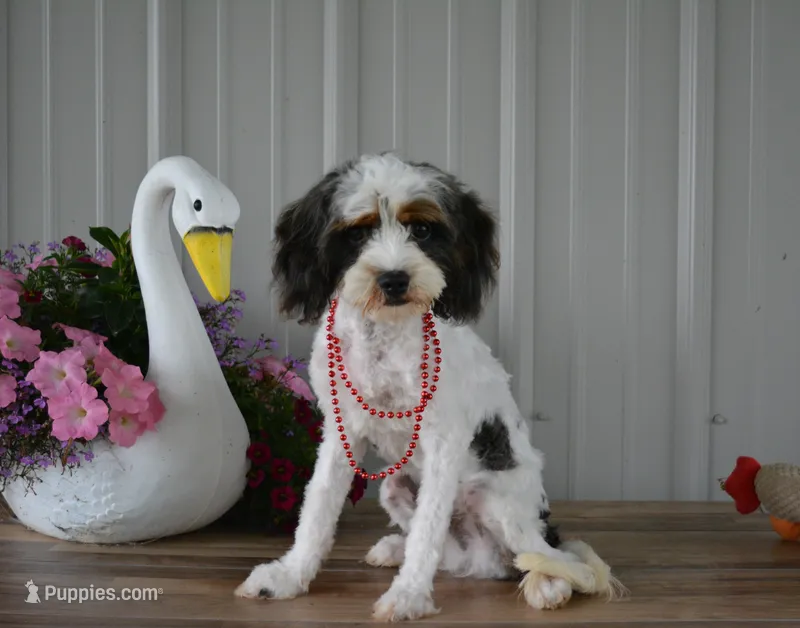 Danny – Cavapoo puppy for sale in Edon, OH