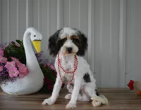 Danny, a male Cavapoo for sale in Edon, OH – 1 of 7