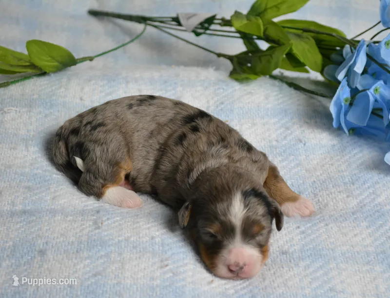 Teddy  – Miniature Bernedoodle puppy for sale in Edon, OH