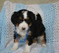 Zachery , a male Miniature Bernedoodle for sale in Edon, OH – Photo 8 of 9