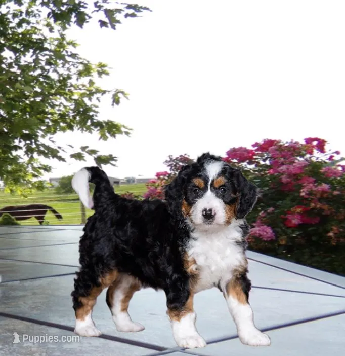 Zachery  – Miniature Bernedoodle puppy for sale in Edon, OH