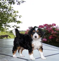 Zachery , a male Miniature Bernedoodle for sale in Edon, OH – Photo 7 of 9