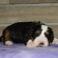 Zachery , a male Miniature Bernedoodle for sale in Edon, OH – Photo 9 of 9