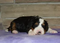 Zachery , a female Miniature Bernedoodle for sale in Edon, OH – Photo 1 of 4