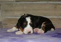 Zachery , a female Miniature Bernedoodle for sale in Edon, OH – Photo 2 of 4
