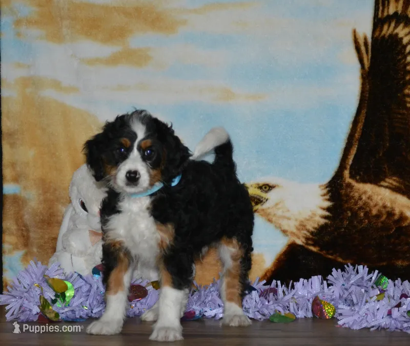 Zachery  – Miniature Bernedoodle puppy for sale in Edon, OH