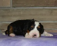 Zachery , a female Miniature Bernedoodle for sale in Edon, OH – Photo 4 of 4