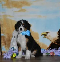 Zachery , a male Miniature Bernedoodle for sale in Edon, OH – Photo 4 of 9