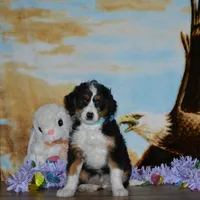 Zachery , a male Miniature Bernedoodle for sale in Edon, OH – Photo 3 of 9