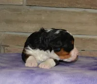 Zachery , a female Miniature Bernedoodle for sale in Edon, OH – Photo 3 of 4