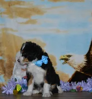 Zachery , a male Miniature Bernedoodle for sale in Edon, OH – Photo 6 of 9