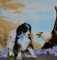 Zachery , a male Miniature Bernedoodle for sale in Edon, OH – Photo 5 of 9