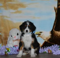 Zachery , a male Miniature Bernedoodle for sale in Edon, OH – Photo 2 of 9