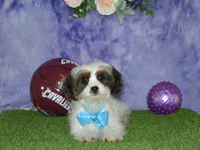 Danny, a male Cavapoo for sale in Edon, OH – 2 of 9