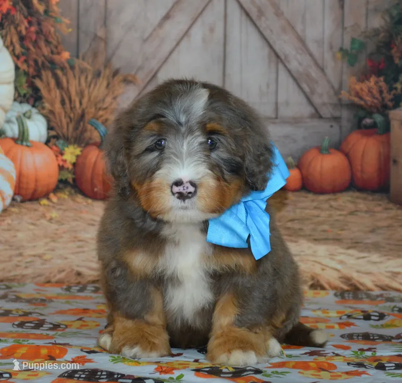 Rufas – Miniature Bernedoodle puppy for sale in Edon, OH