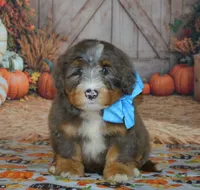 Rufas, a male Miniature Bernedoodle for sale in Edon, OH – 1 of 10