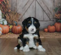 Heidi, a female Miniature Bernedoodle for sale in Edon, OH – 3 of 9