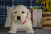 Robin , a female English Cream Golden Retriever for sale in Edon, OH – 3 of 6