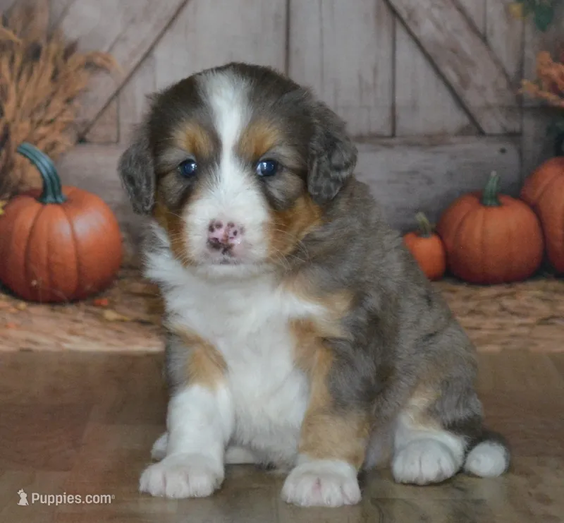 Apollo – Miniature Bernedoodle puppy for sale in Edon, OH