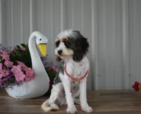 Danny, a male Cavapoo for sale in Edon, OH – 2 of 7