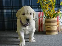 Carrie, a female English Cream Golden Retriever for sale in Edon, OH – 5 of 8