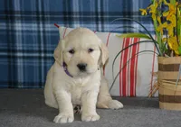 Carrie, a female English Cream Golden Retriever for sale in Edon, OH – 2 of 8