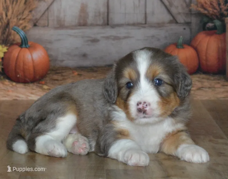 Apollo – Miniature Bernedoodle puppy for sale in Edon, OH