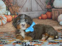 Rufas, a male Miniature Bernedoodle for sale in Edon, OH – 3 of 10