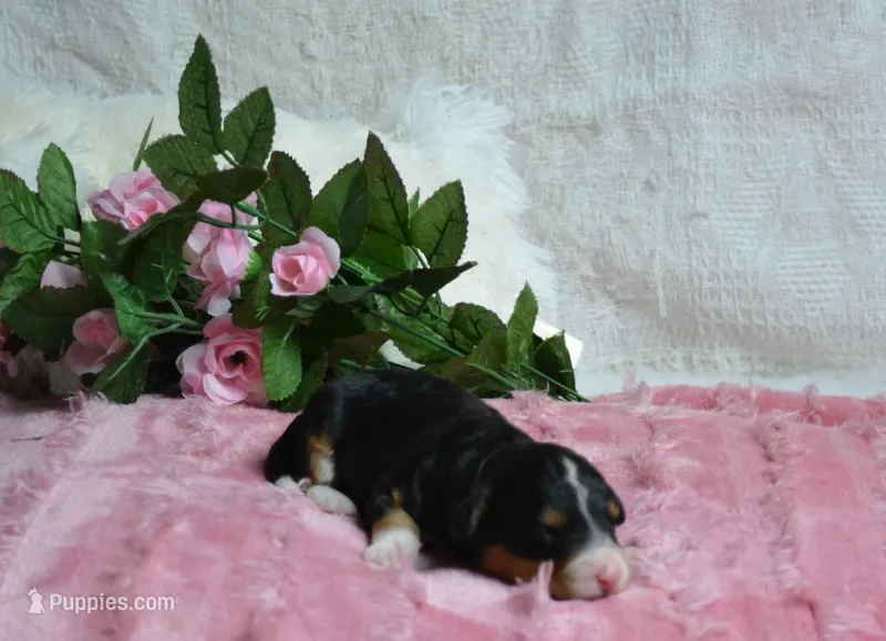Maggie – Miniature Bernedoodle puppy for sale in Edon, OH