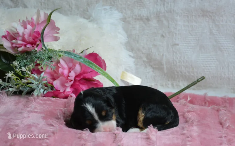 Heidi – Miniature Bernedoodle puppy for sale in Edon, OH