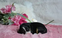 Heidi, a female Miniature Bernedoodle for sale in Edon, OH – 1 of 5