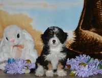 Kayleen , a female Miniature Bernedoodle for sale in Edon, OH – Photo 2 of 9